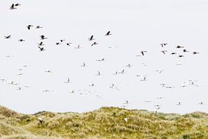 Purple flying over dunes