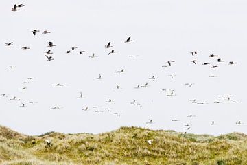 Lepelaars vliegend boven duinen van Anja Brouwer Fotografie