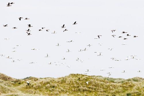 Lepelaars vliegend boven duinen