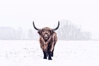 Highlander