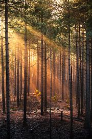Zonnestralen in het bos van Rob Rollenberg