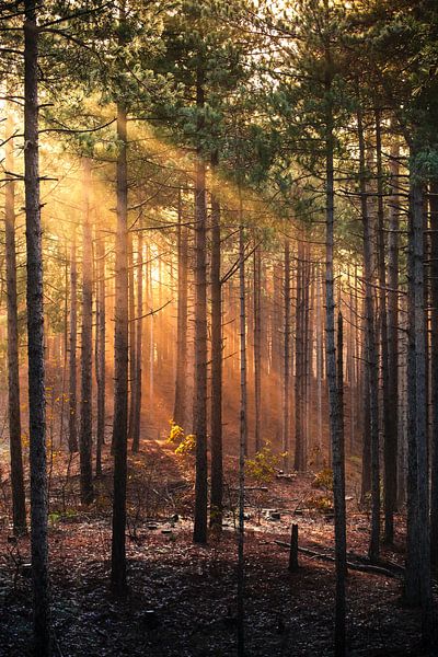 Rayons de soleil dans la forêt par Rob Rollenberg