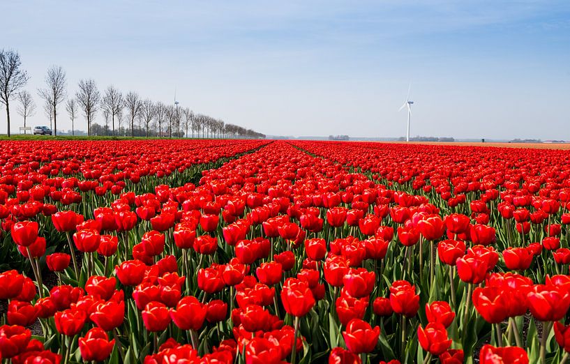 Tulpen in Holland by René Holtslag