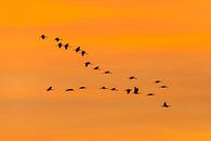 Kraanvogels in oranje lucht van Karla Leeftink thumbnail