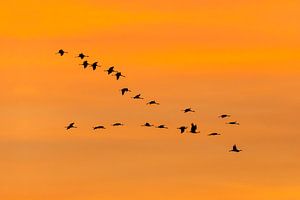 Common cranes flying in orange sky von Karla Leeftink