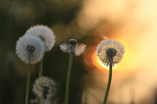 dandelion in sunlight... by Els Fonteine