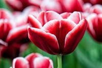 Decoratie tulp