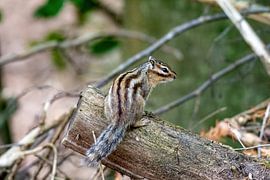 SIbirian Squirrel in Tlburg by Merijn Loch