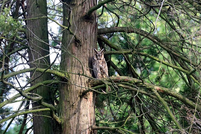 Hibou moyen-duc dans la lumière du soir par Thomas Jäger