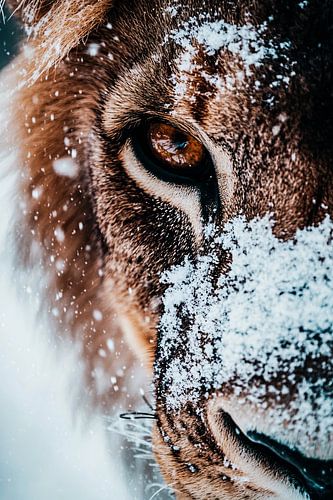 Leeuw close-up met sneeuwvlokken