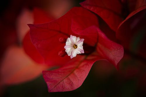 Bougainvillea