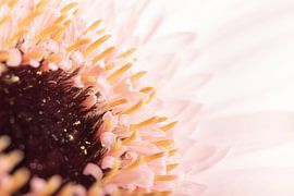 The heart of a soft pink Gerbera by Marjolijn van den Berg
