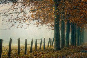 Morgennebel