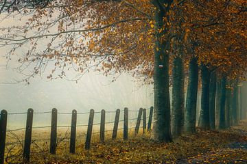 Brume du matin