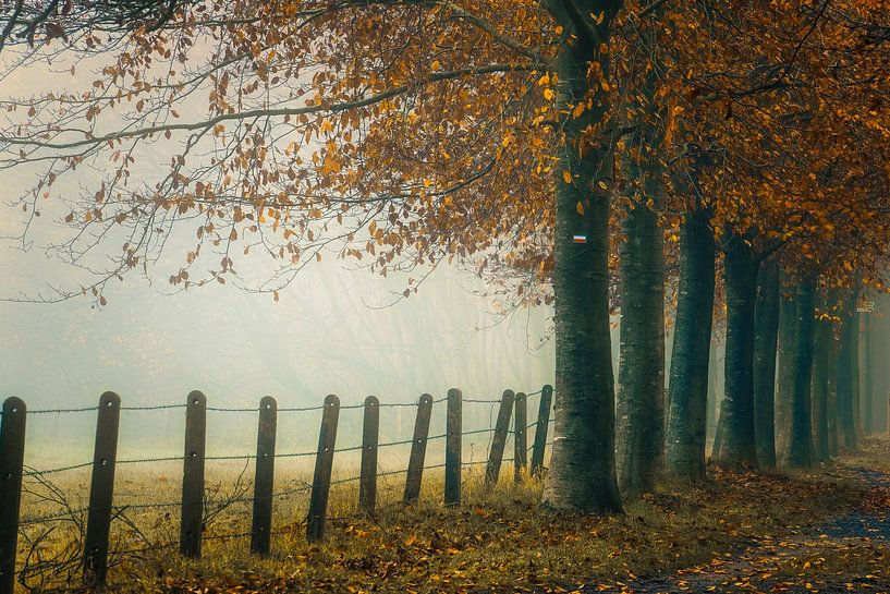 Morning mist by Rik Verslype