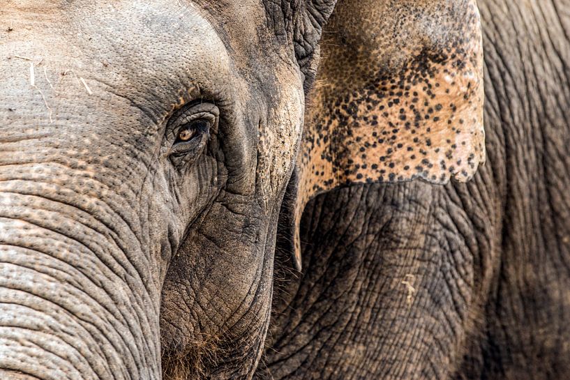 olifant by joey migchels