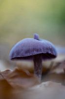 een paarse paddestoel op bosgrond tussen het blad. Herfst detail in bos.