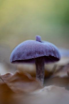 Ein violetter Pilz auf dem Waldboden zwischen den Blättern. Herbstliches Detail im Wald. von Marjolein Hameleers