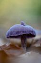 een paarse paddestoel op bosgrond tussen het blad. Herfst detail in bos. van Marjolein Hameleers thumbnail