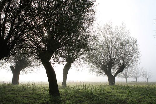 knotwilgen in het licht van de opkomende zon