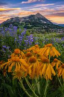 Crested Butte Colorado Wildflower Foto - Mountain Home Muurkunst - Zomer Landschapsfotografie