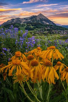 Crested Butte Colorado Wildblumen Foto - Mountain Home Wandkunst - Sommer Landschaft Fotografie