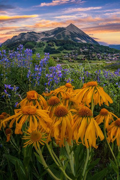 Crested Butte Colorado Wildflower Foto - Mountain Home Muurkunst - Zomer Landschapsfotografie van Daniel Forster