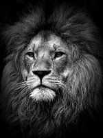 Löwe - the lion - leeuw