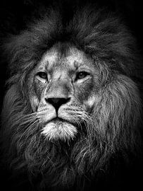 Lion - the lion - leeuw