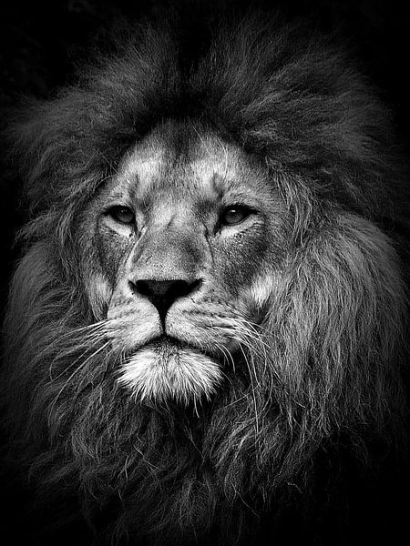 Lion - the lion - leeuw by Reiner Borner