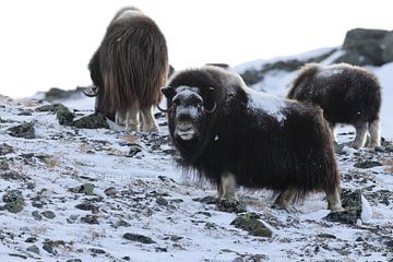 Moschusochsen im Winter Dovre Nationalpark Norwegen