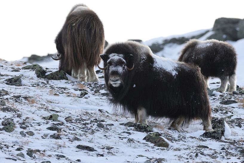 Musk Ox Winter Dovre National Park Norway by Frank Fichtmüller