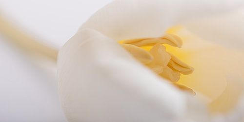 Een panorama van een witte tulp