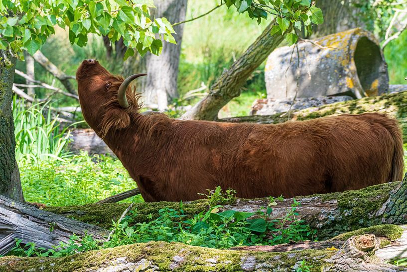 Der schottische Highlander auf der Suche nach zarten Blättern. von Merijn Loch