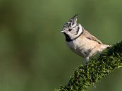 European Crested Tit by Marcel van Os thumbnail