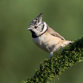 European Crested Tit by Marcel van Os