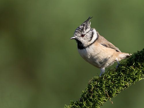 European Crested Tit by Marcel van Os