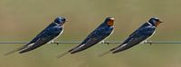 Barn swallow, Hirundo rustica by Gert Hilbink thumbnail