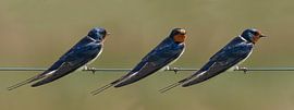 Rauchschwalbe, Hirundo rustica
