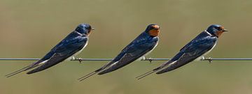 Boerenzwaluw, Hirundo rustica van Gert Hilbink