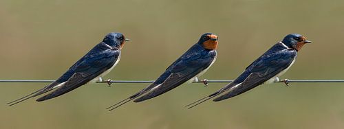 Boerenzwaluw, Hirundo rustica