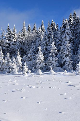 Een besneeuwd bos na de storm