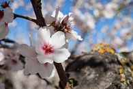 Amandelbloesem 5, witte bloemblaadjes en hout van Adriana Mueller thumbnail