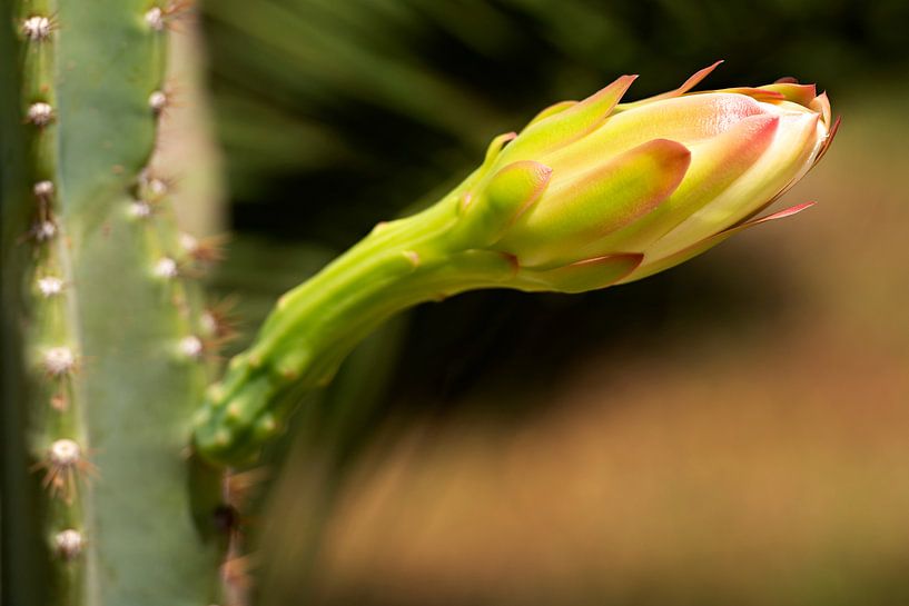 Cactus bloem von Maren Oude Essink