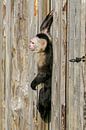 Kapucijnaapje in houten bording. van Michar Peppenster thumbnail