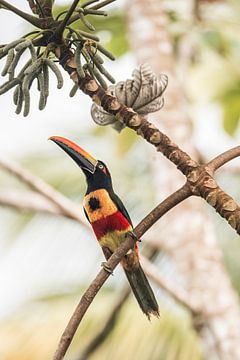 Toucan | Costa Rica | bird by Femke Ketelaar