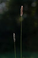 Duo