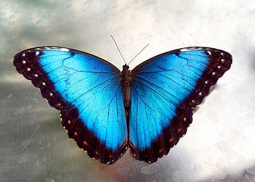 Blauwe Morpho vlinder van Christian Mueller
