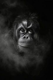 Orang-outan sur Poster Art Shop