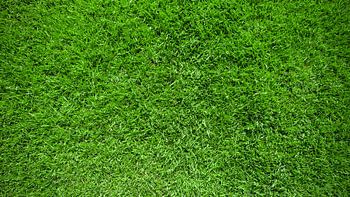 Green turf